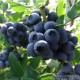 奥尼尔新鲜蓝莓鲜果头茬大果现摘现发基地直供批发 绿色原生态水果