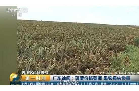 央视曝广东菠萝价格大跌 2毛一斤无人问津(图)